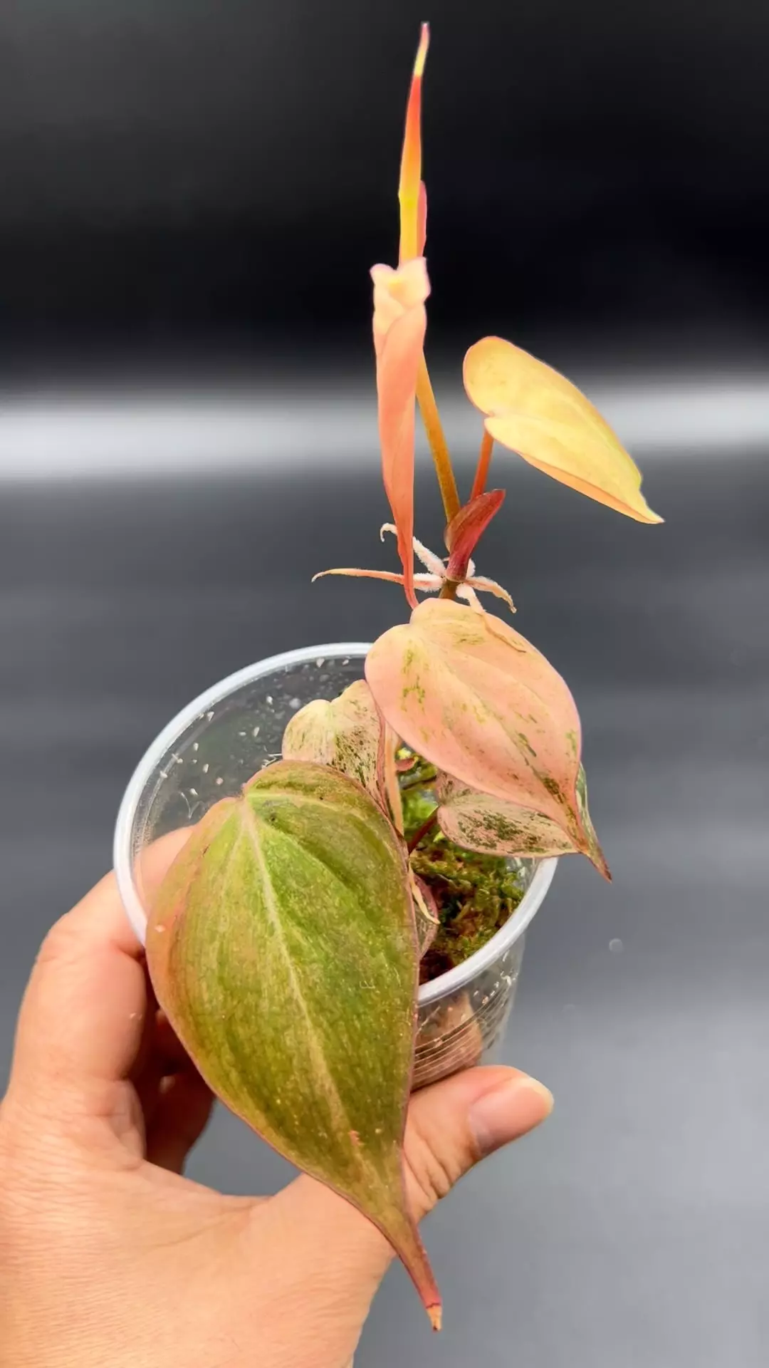 Micans Pink mint / galaxy D thumbnail