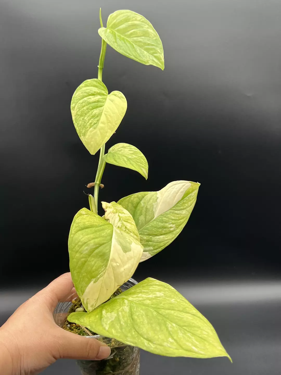 Monstera Mayuna thumbnail