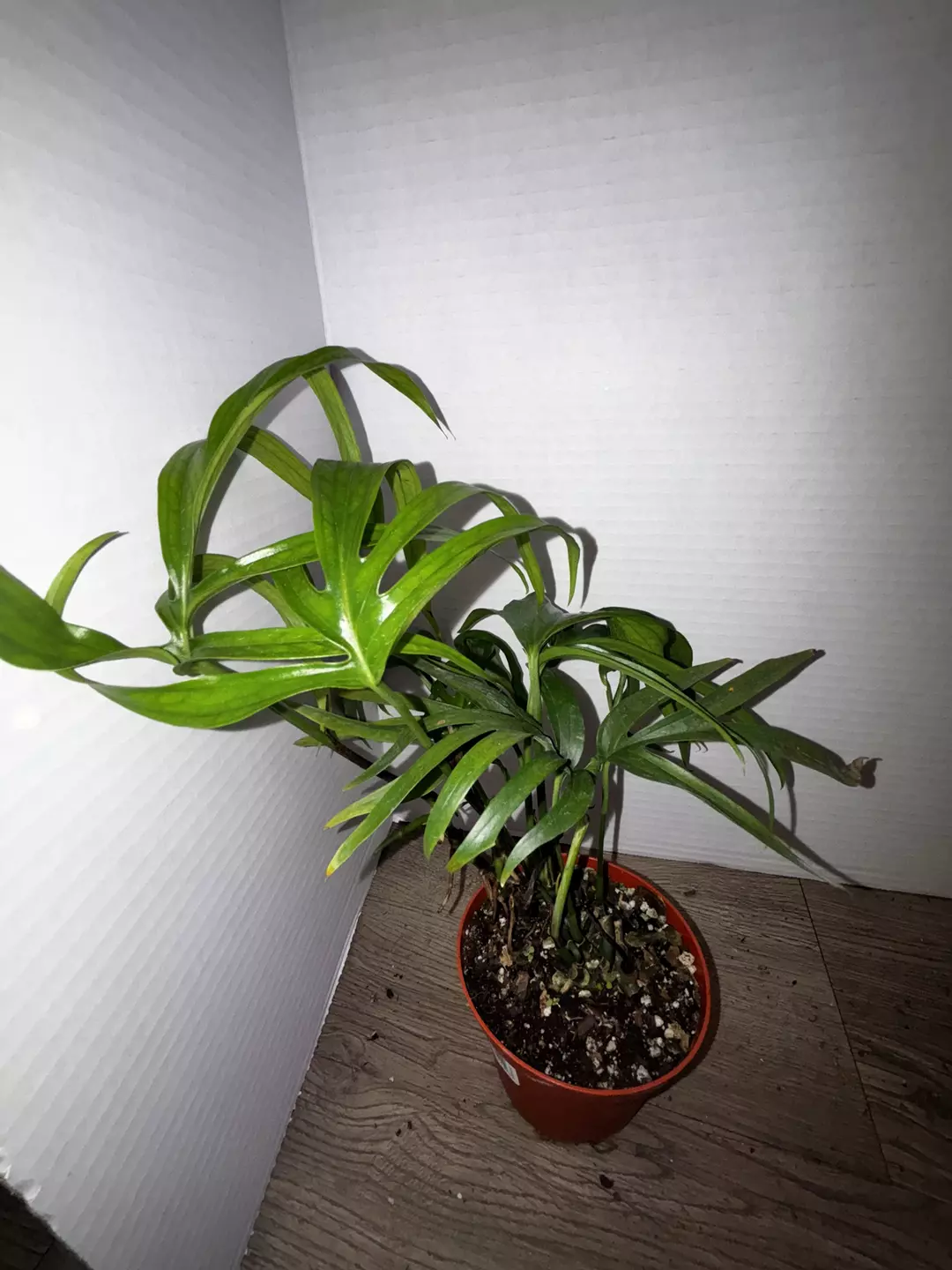 4" Amydrium Zippelianum thumbnail