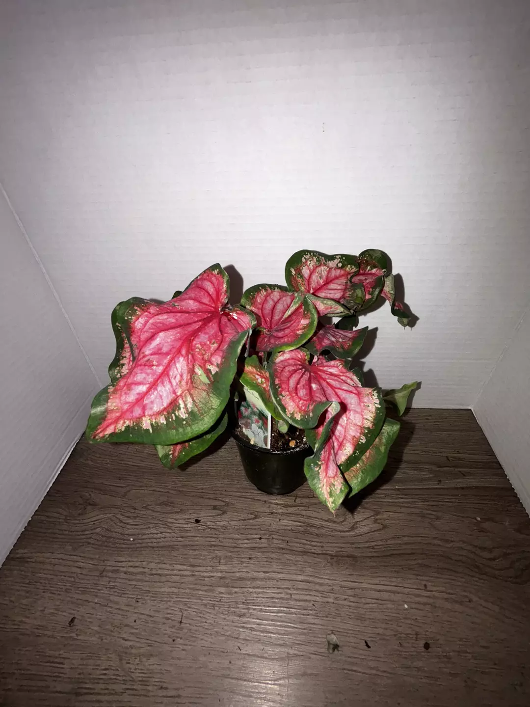 4" Scarlet Flame Caladium thumbnail