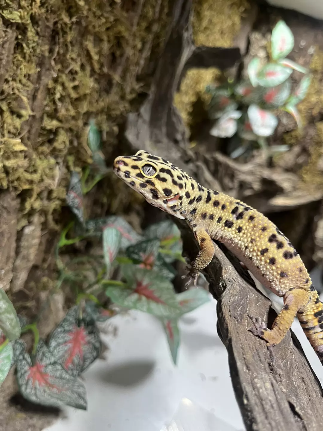 Live Animal shipping thumbnail