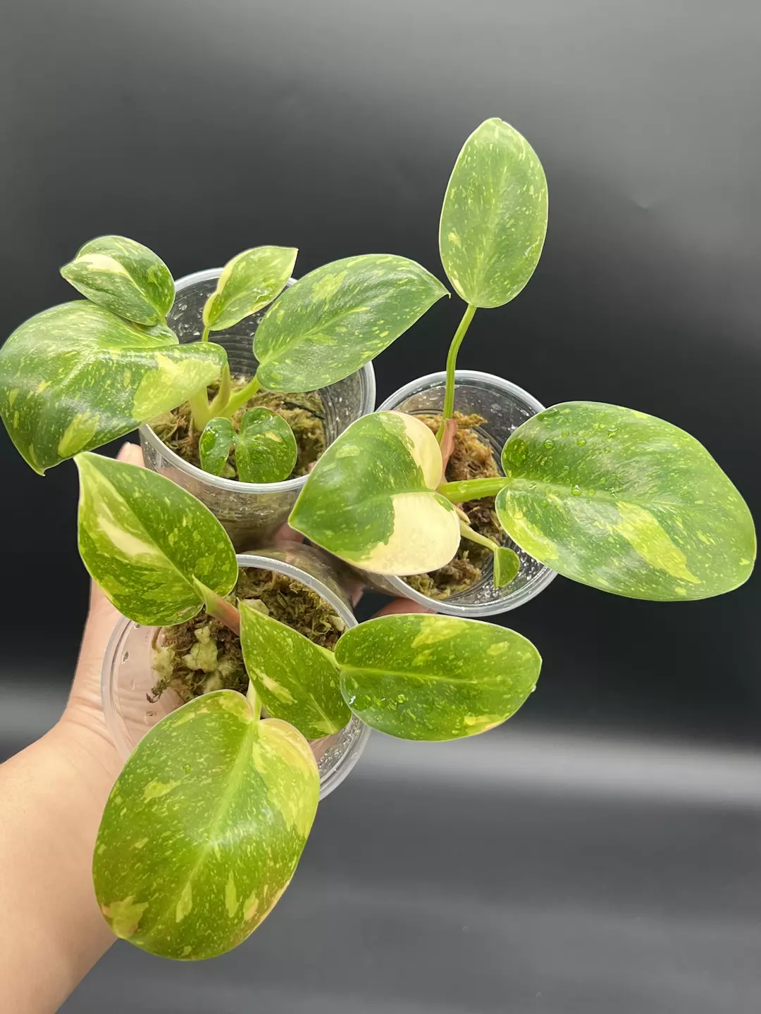 Philodendron green Congo thumbnail