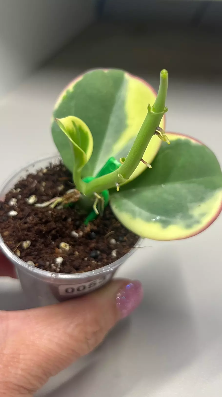 Hoya Pachyclada outer variegated Fresh Cut thumbnail