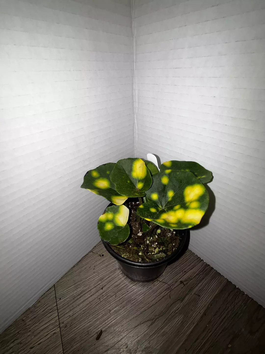 4" Farfugium Japonicum Firefly thumbnail