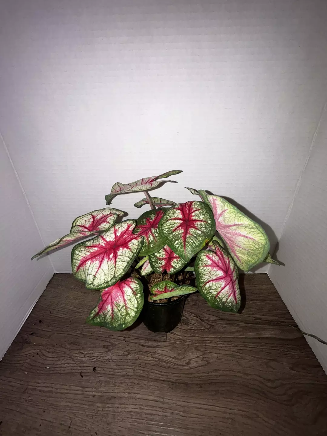 4" White Queen Caladium thumbnail