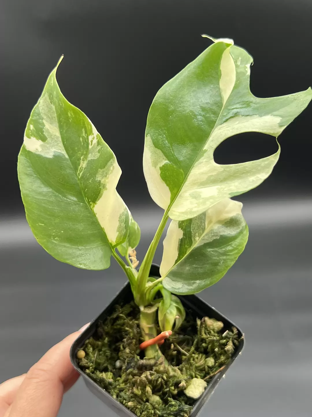 Tetrasperma Albo thumbnail