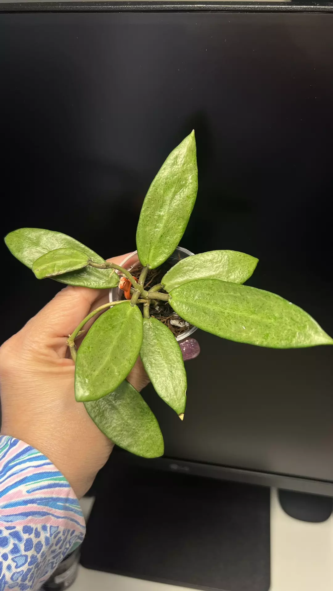 Hoya Silver lady fresh cutting  thumbnail