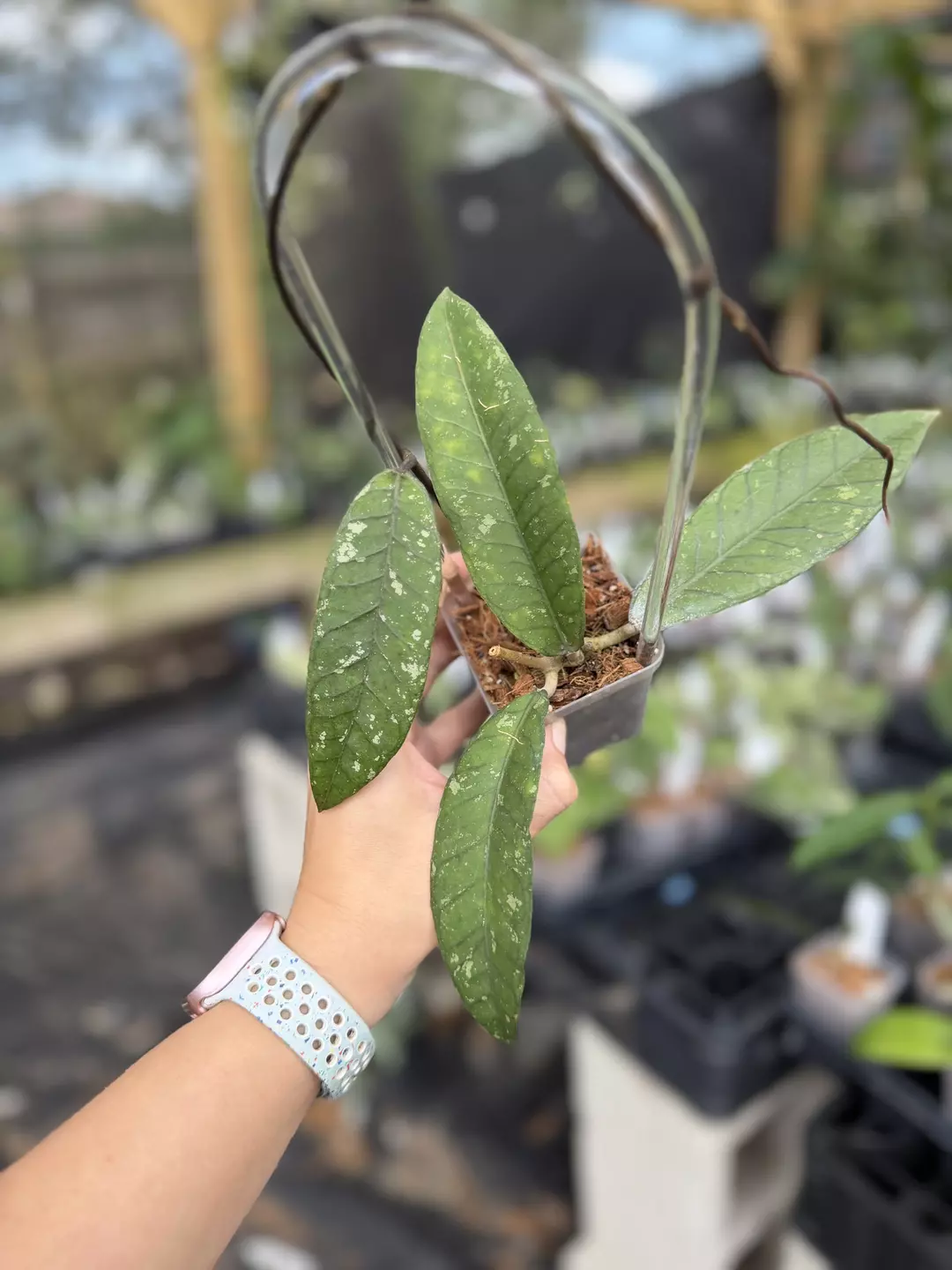 Hoya sp. Aceh Gunung Genting thumbnail