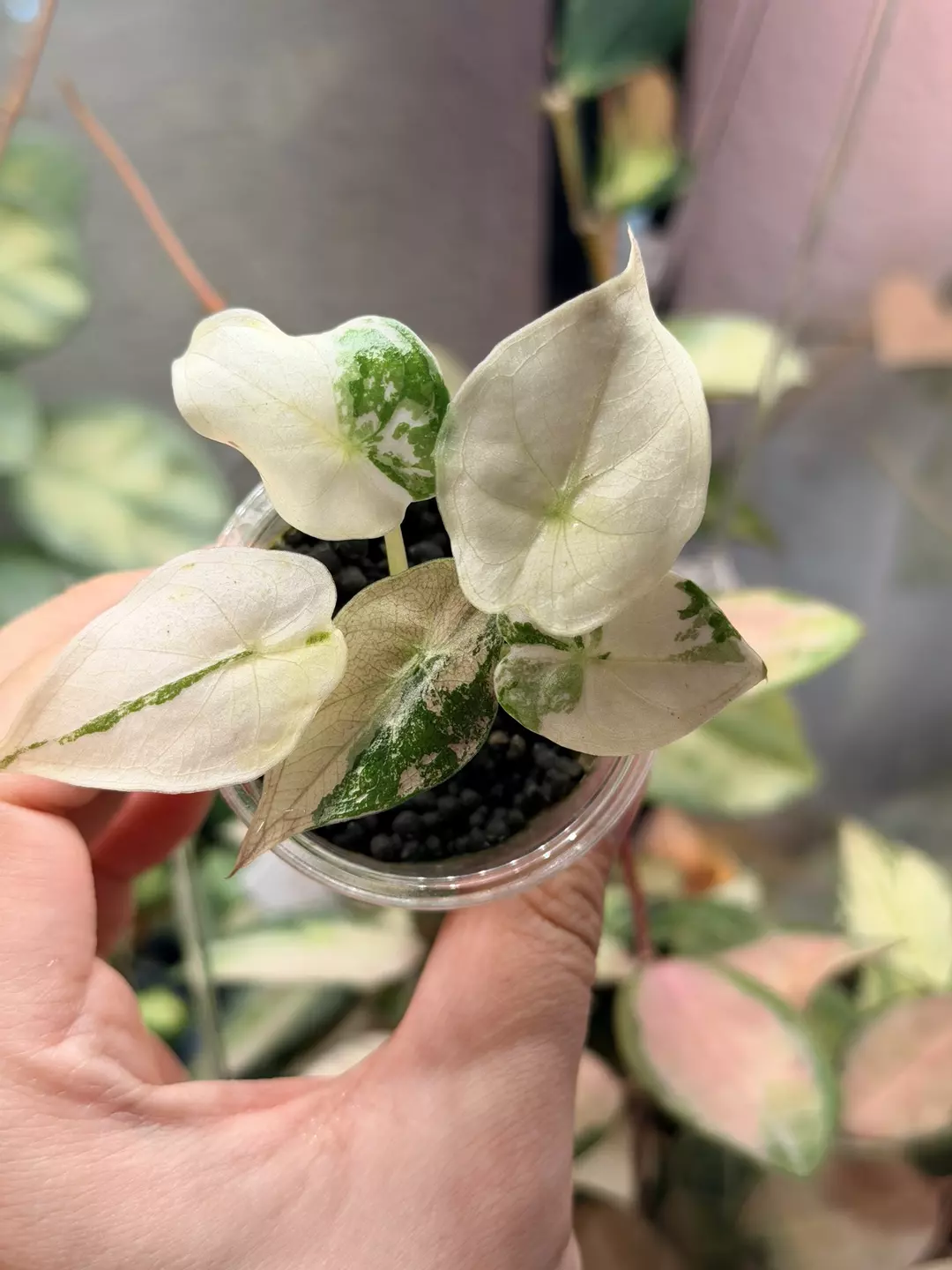 High var wentii albo pup thumbnail