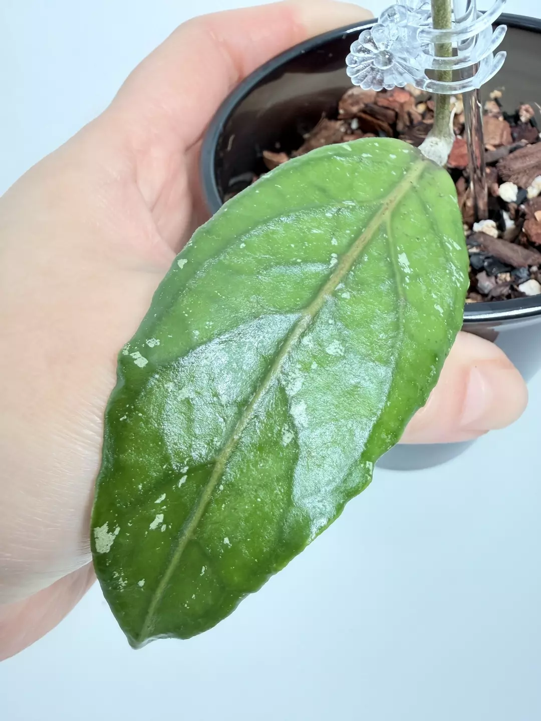 Hoya sp. Aceh NYC 0755 thumbnail