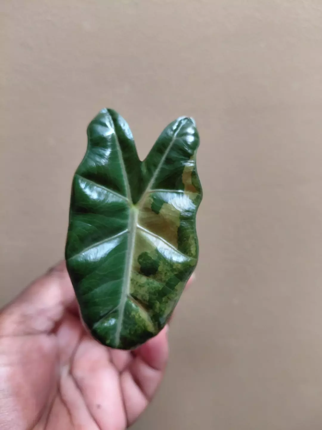 Alocasia Pseudosanderiana Pink Corm Grown Pup thumbnail