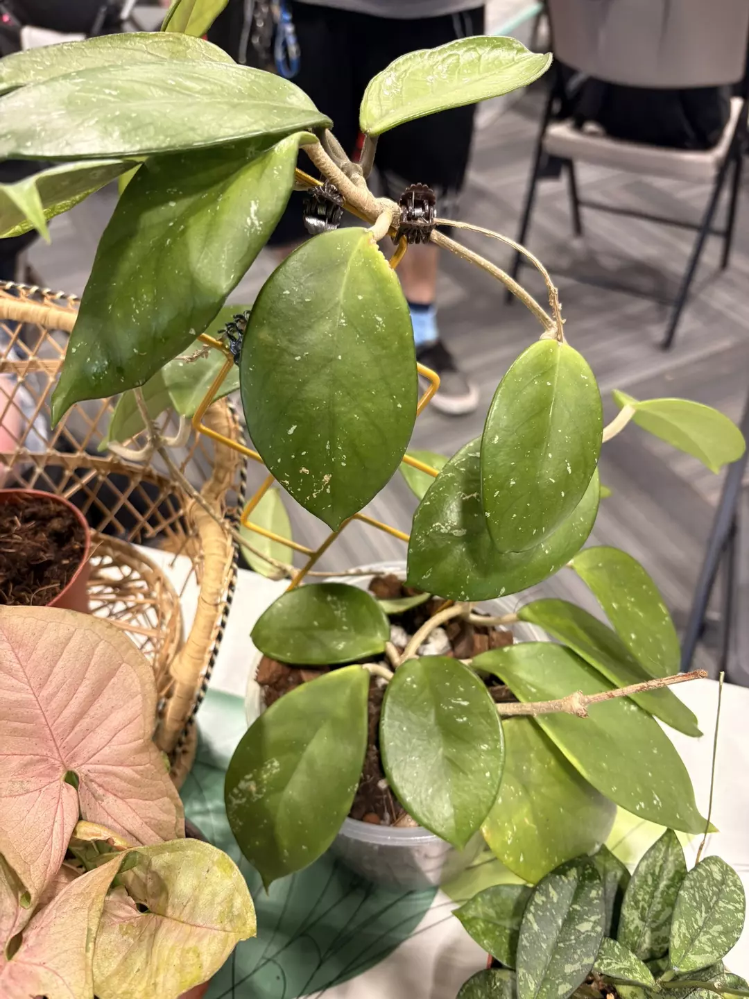 Mystery Hoya  thumbnail