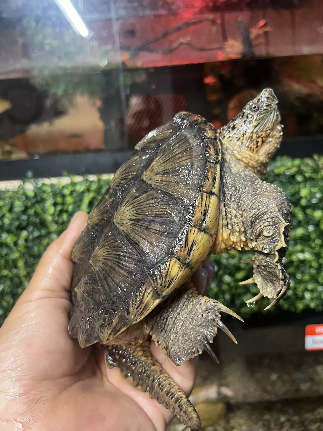 1 year old Florida common snapping turtle thumbnail