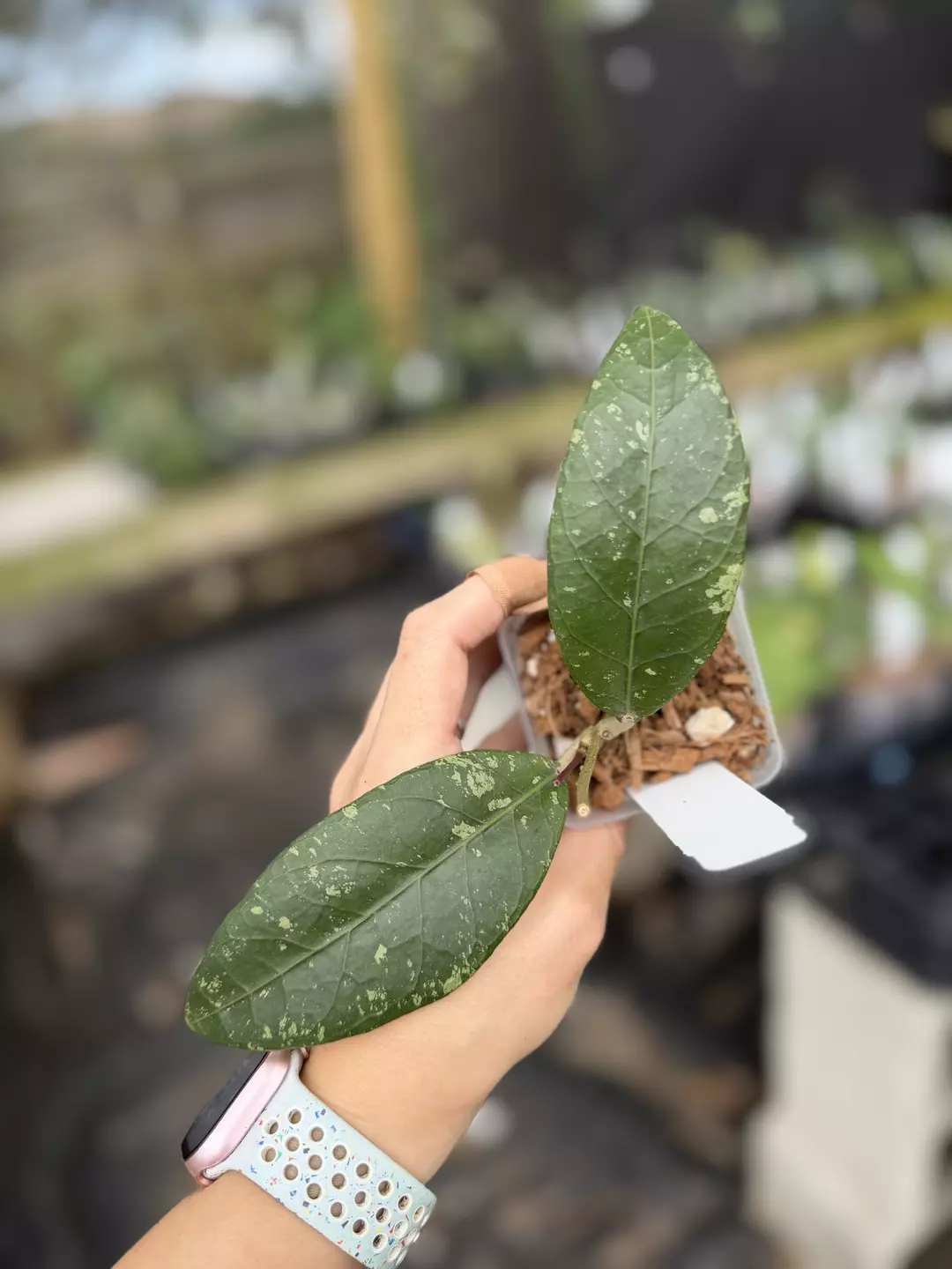 Hoya sp Aceh 'Nyx' thumbnail