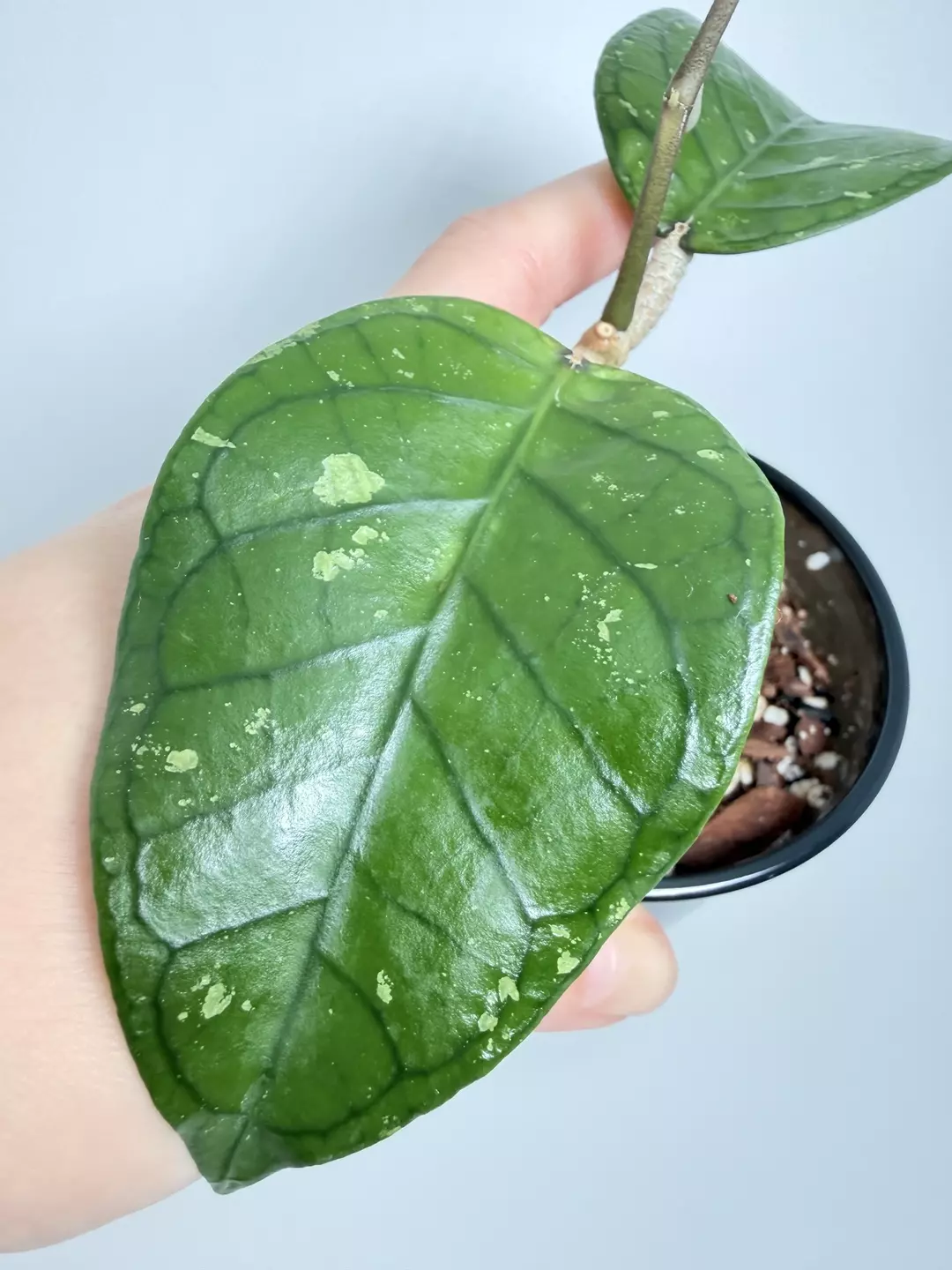 Hoya sp Aceh Emerald 0754 thumbnail