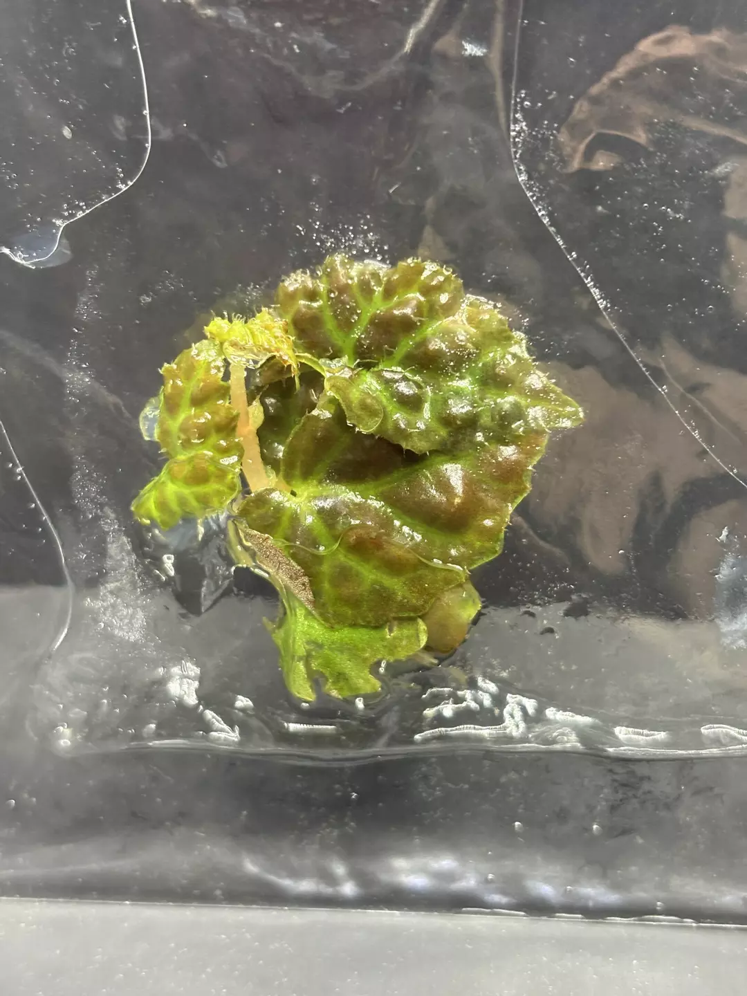 Begonia Black Mountain Dracopelta x Baik Hybrid Tissue Culture Seller's Choice thumbnail