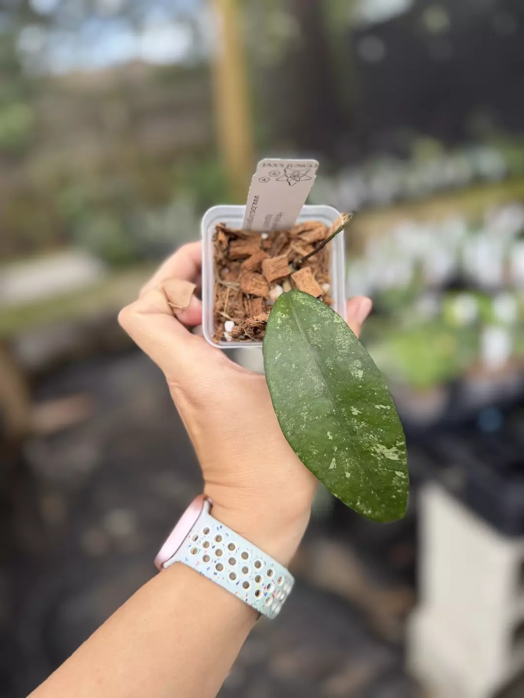 Hoya Java splash thumbnail