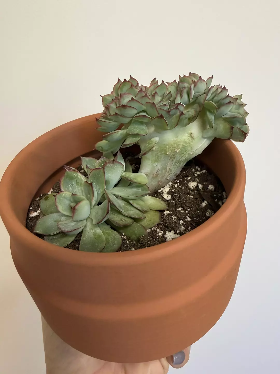 Echeveria Esther (Crested) thumbnail