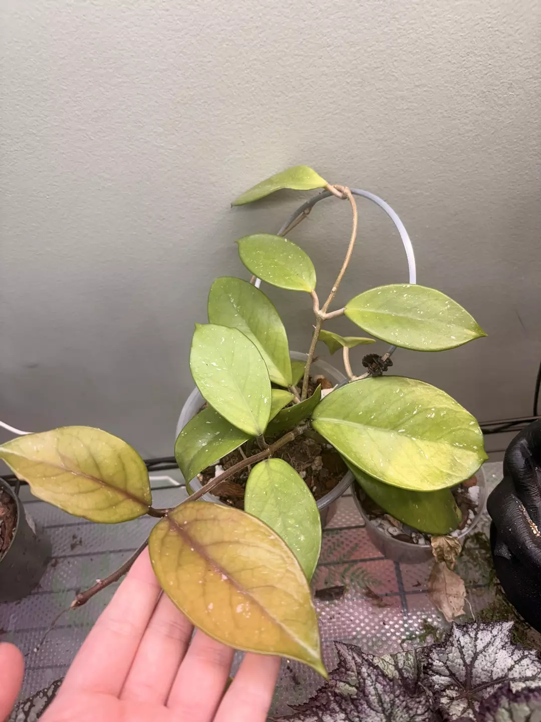 Mystery Hoya  thumbnail