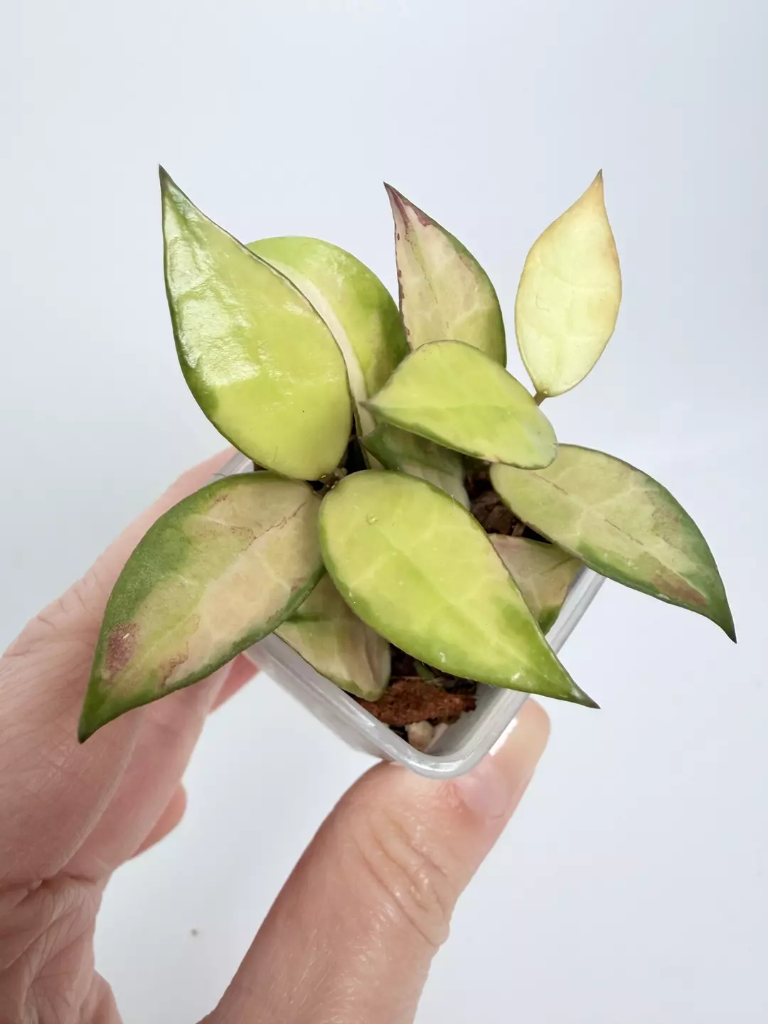 Hoya Red Leaves 0758 thumbnail