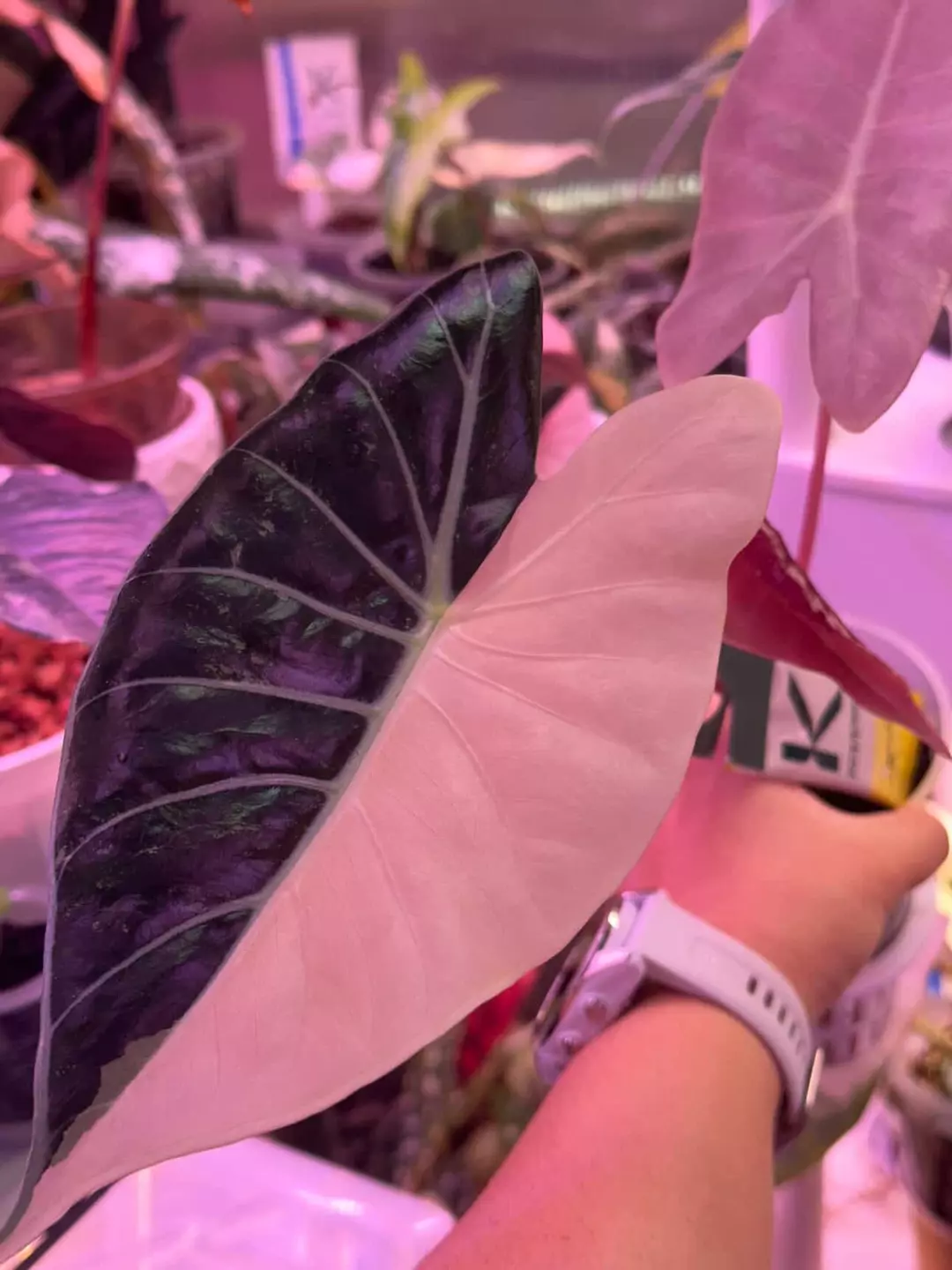 Pink Grandis corm x1 , mama pic here thumbnail