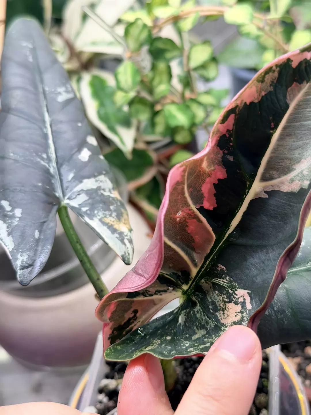 Reginae sp albo/pink - sister and mama  in last pic thumbnail