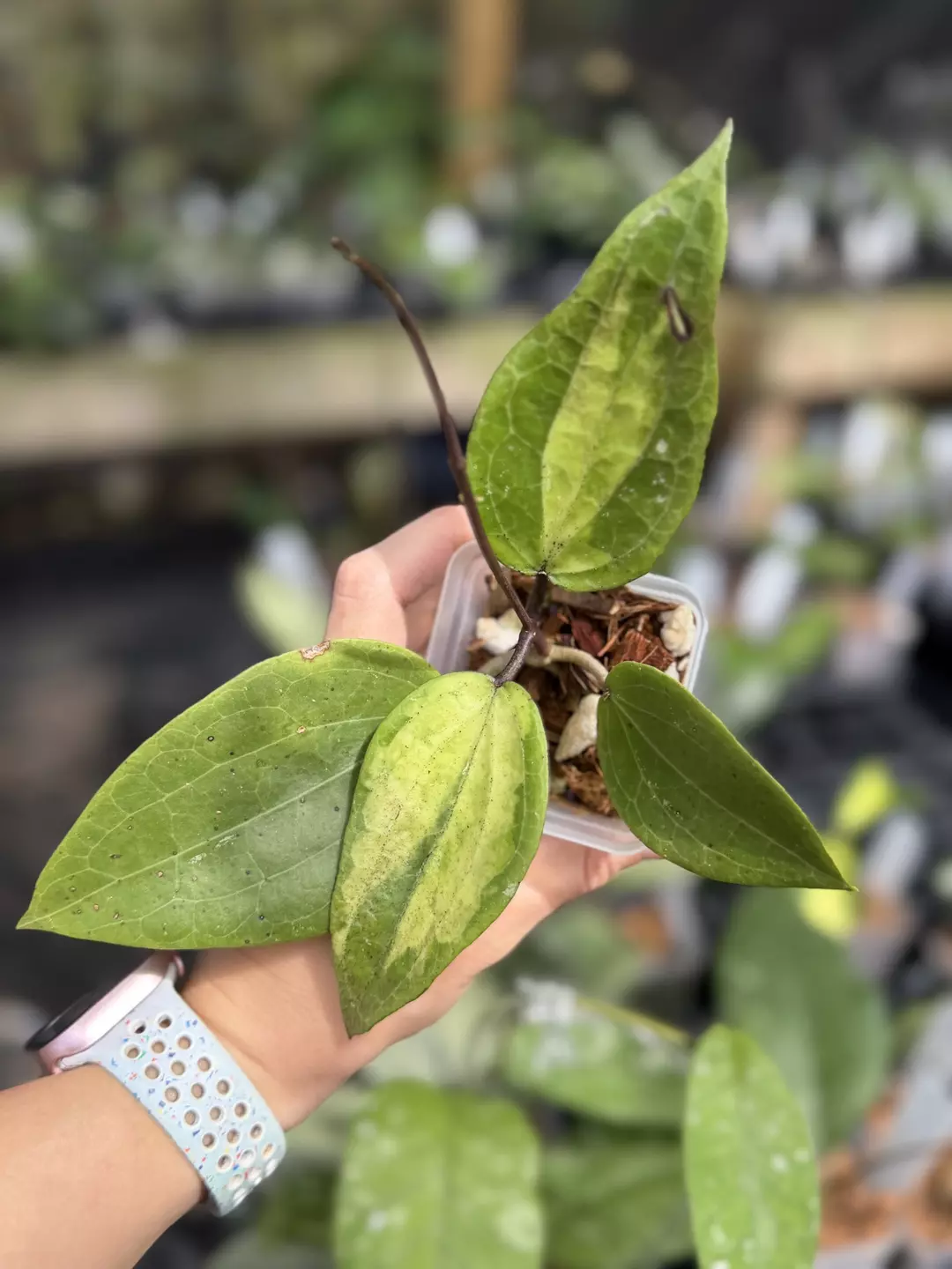 Hoya glabra (inner variegated) thumbnail