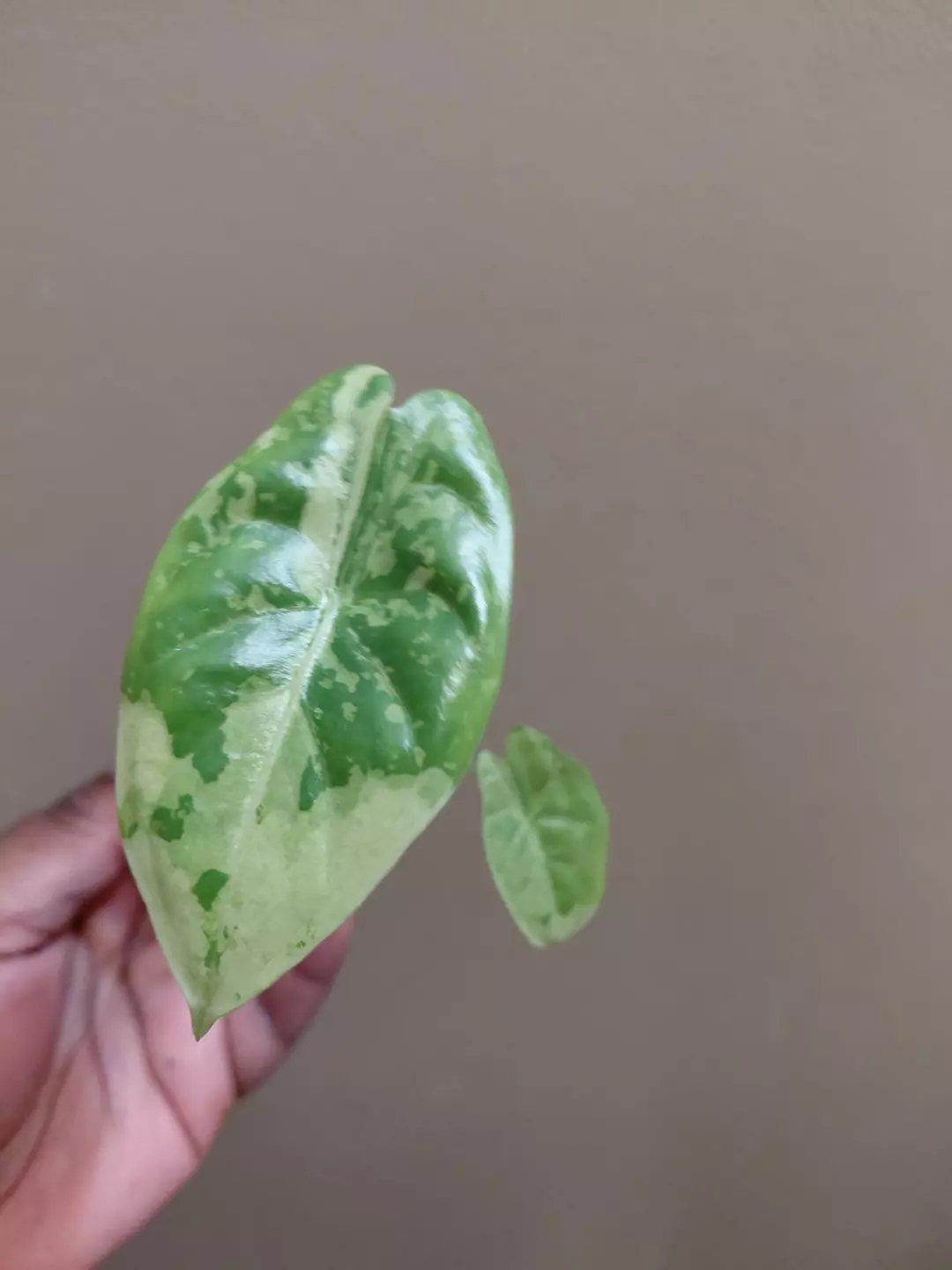 Alocasia Acuminata Albo Pup thumbnail