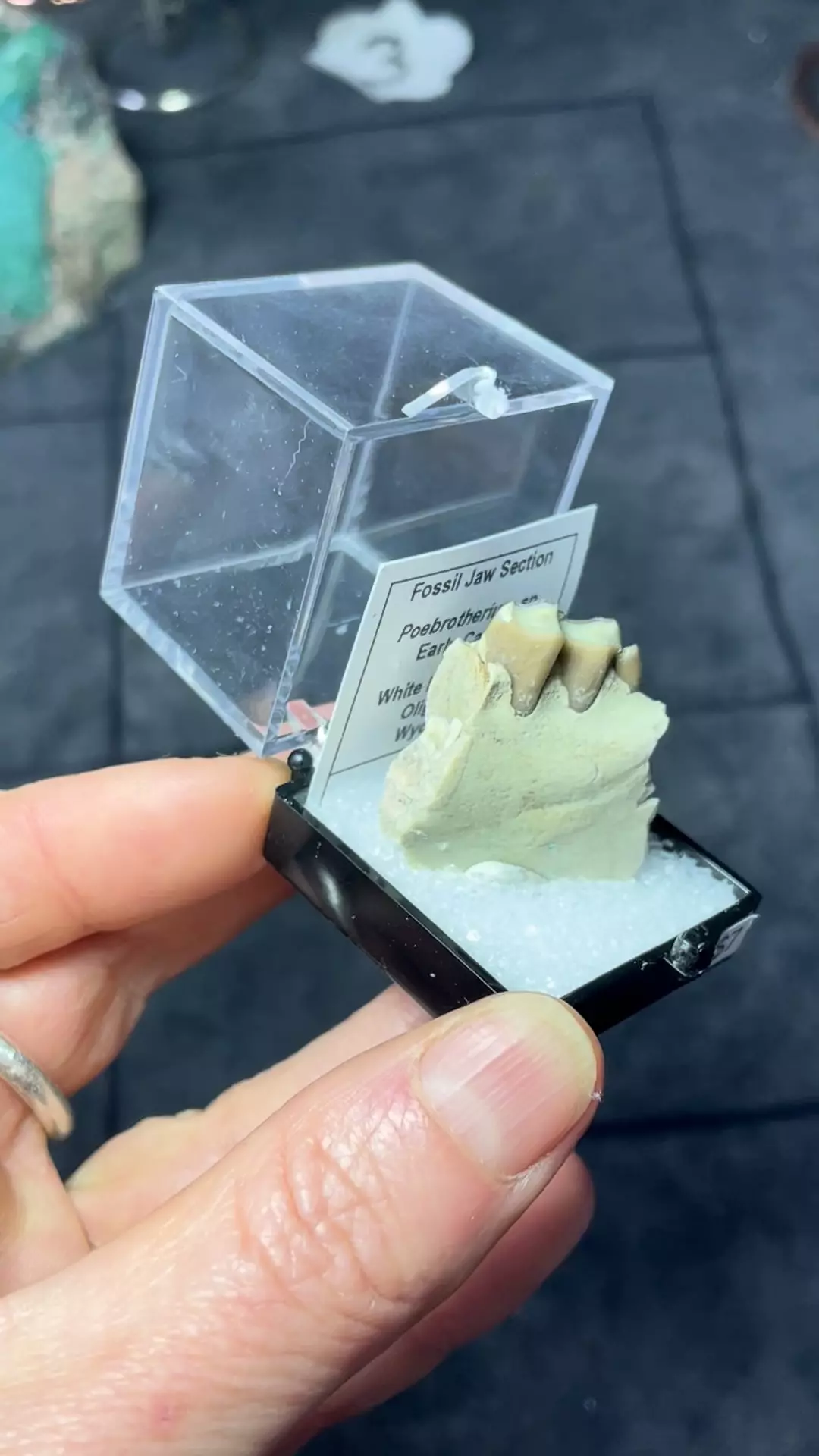 Fossilized Camel tooth thumbnail