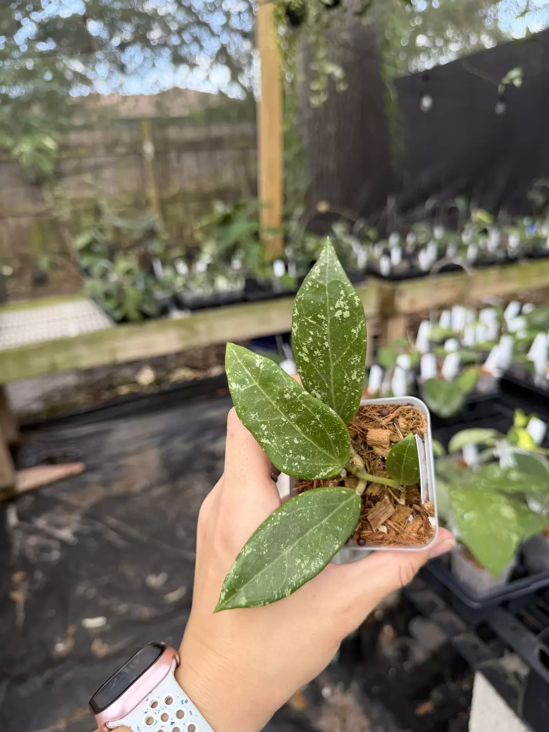 Hoya ah805 thumbnail