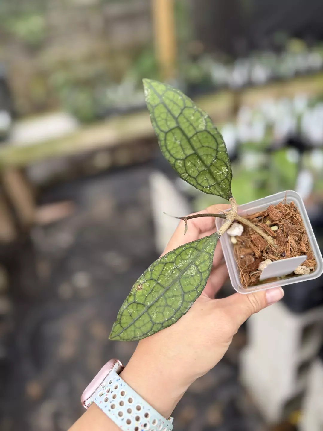 Hoya clemensorium mini leaves thumbnail