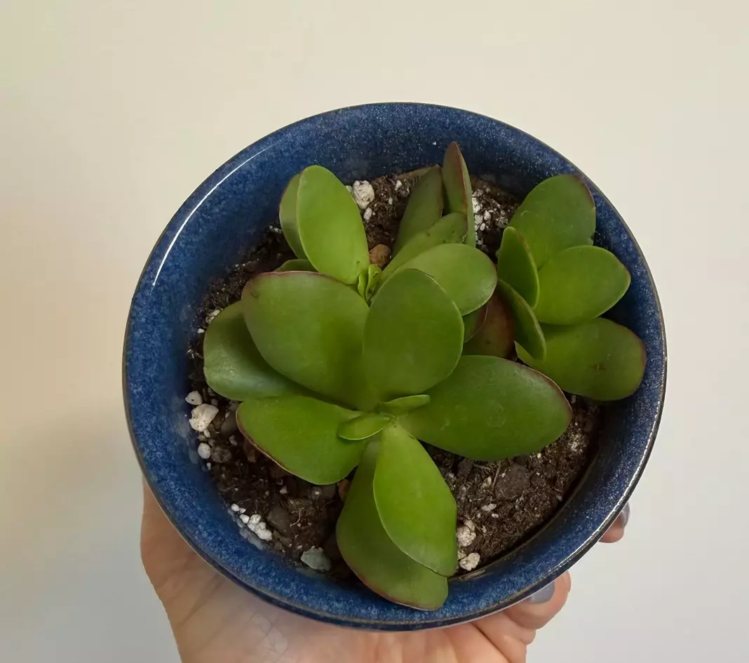 Crassula swaziensis 'Money Maker' thumbnail