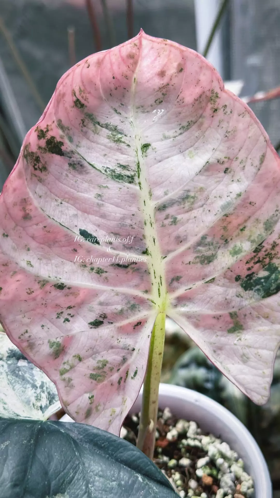 Raginae sp pink/albo corm, mama pic here thumbnail