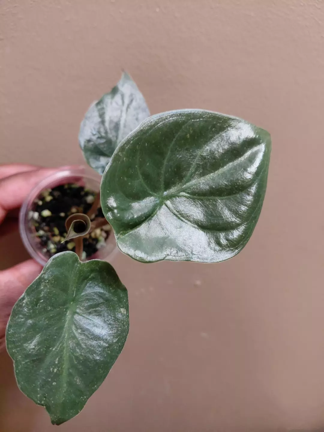 Alocasia Wentii Pink Splash #4 thumbnail