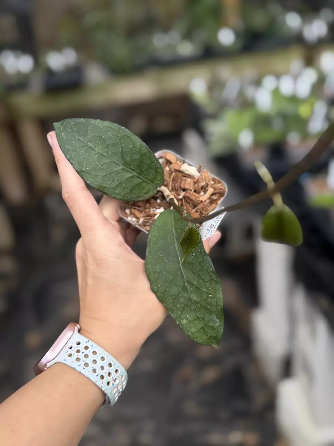 Hoya sp. Aceh ‘Shogun’ thumbnail