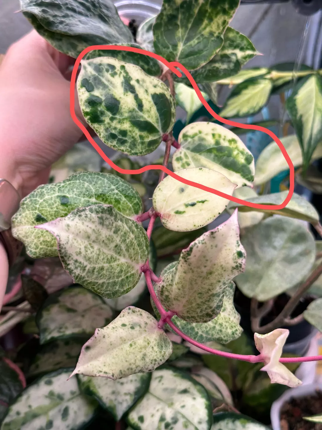 Hoya fantasy - fresh one node cutting thumbnail