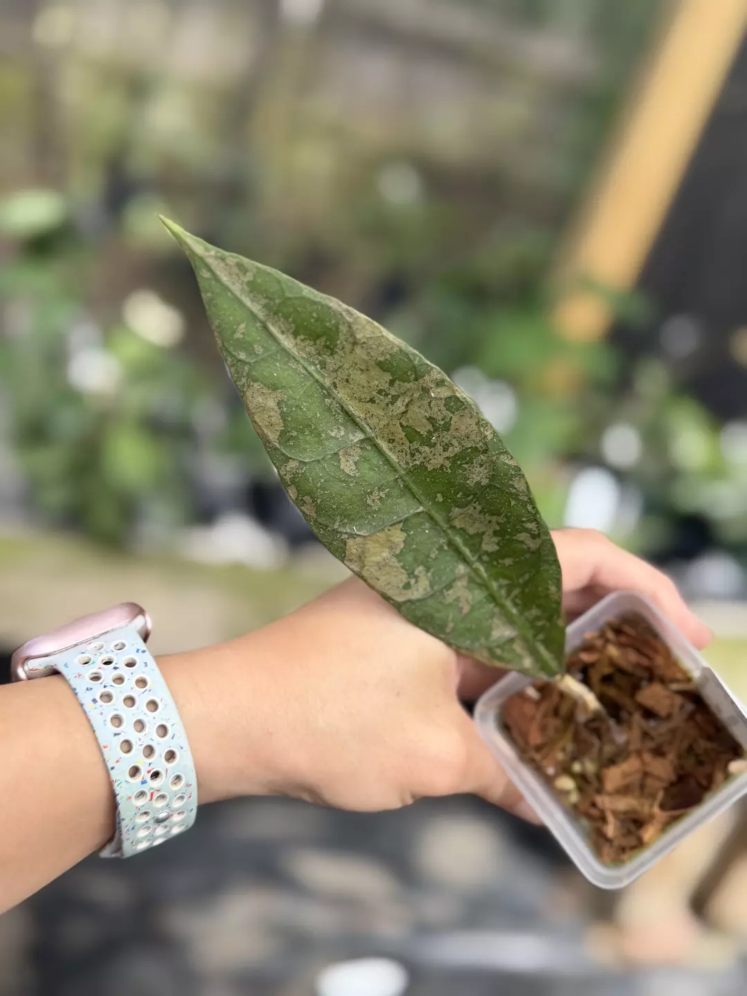 Hoya AFF lambii (long leaves) thumbnail