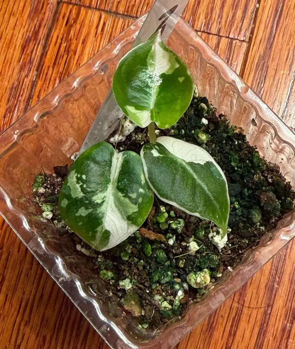 Alocasia Pink Black Velvet thumbnail