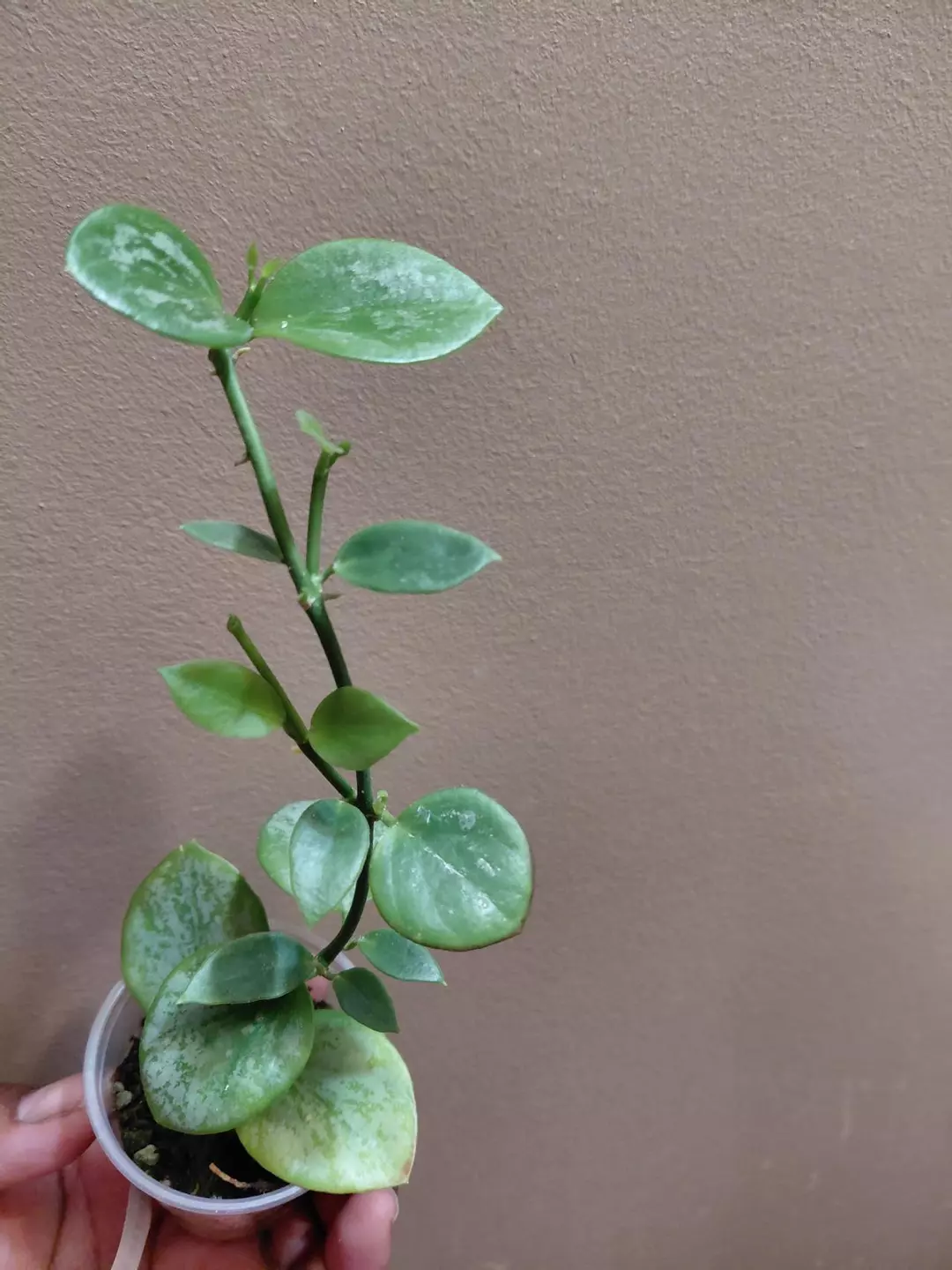 Hoya Biakensis Splash thumbnail