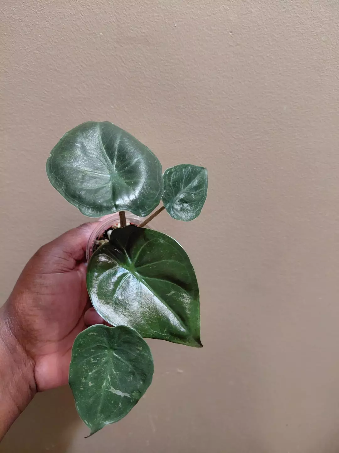 Alocasia Wentii Pink Splash #1 thumbnail