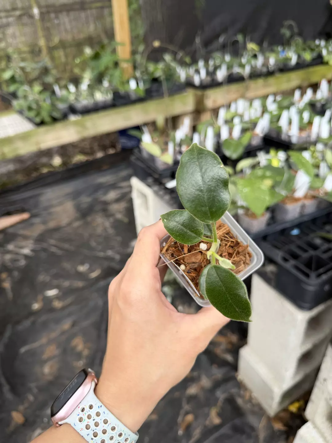 Hoya ciliata black thumbnail