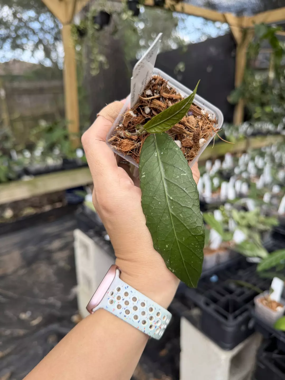 Hoya sp. Aceh NAPC019 thumbnail