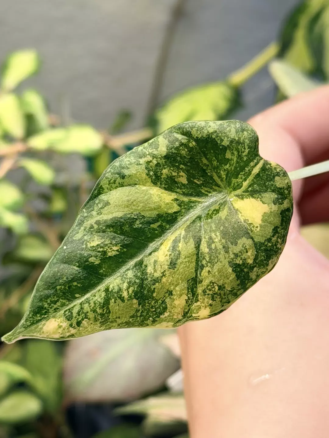 Black velvet gold thumbnail