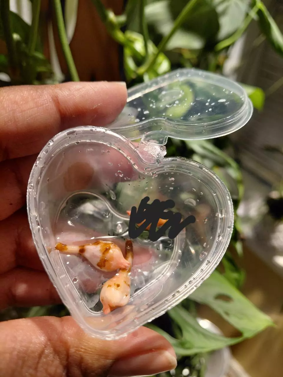 Alocasia True Pink Cuprea Corm (You are getting 1 corm) thumbnail