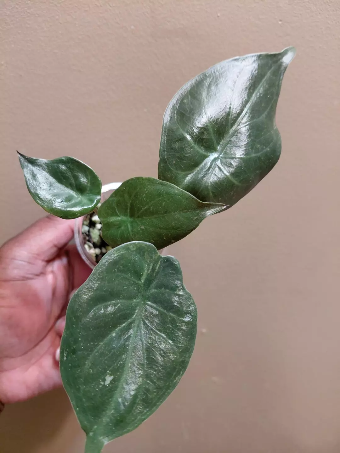 Alocasia Wentii Pink Splash #2 thumbnail