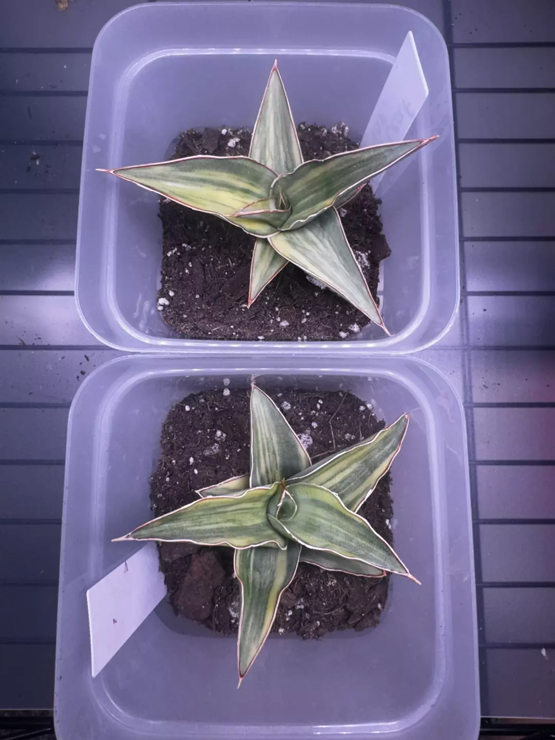 Smaller Blue Leaf Variegated GC thumbnail