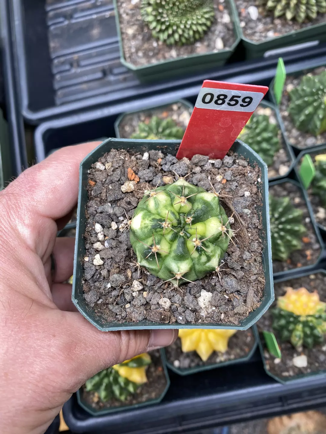 859 Gymnocalycium No Name Clone shades of different closes thumbnail