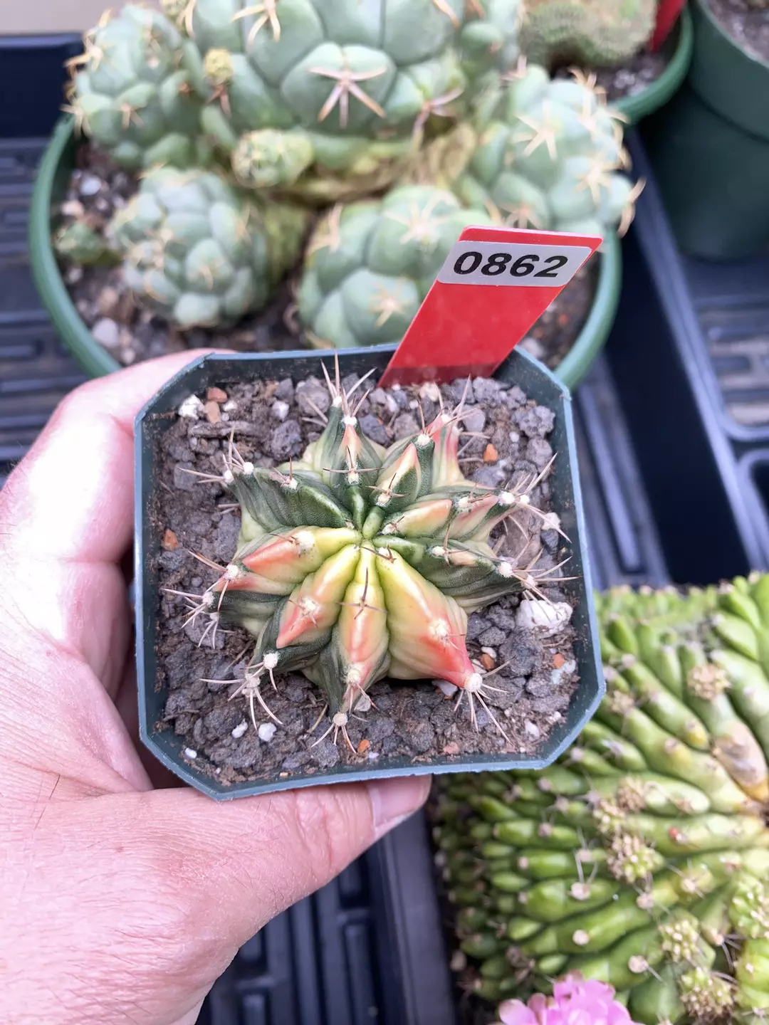 862 Gymnocalycium cv Birds Nest thumbnail