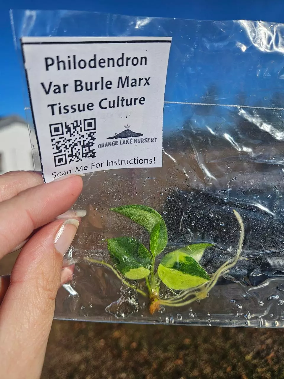 TC Philo Var Burle Marx thumbnail