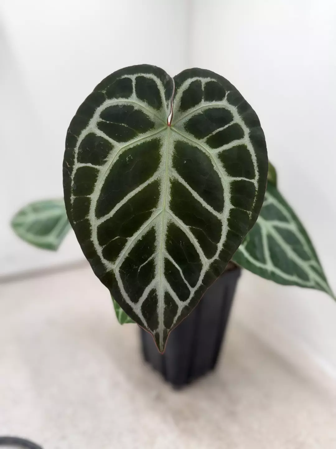 Anthurium crystallinum x SKG Grey thumbnail